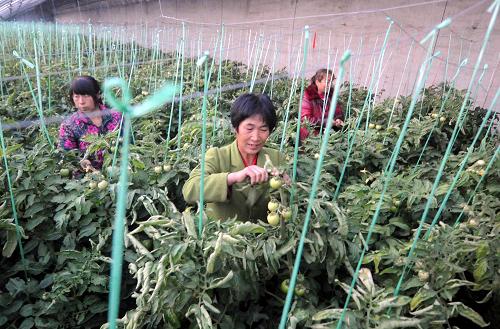 11��19�գ����ݾ�����԰ũҵ�����繤���ڹ������������������