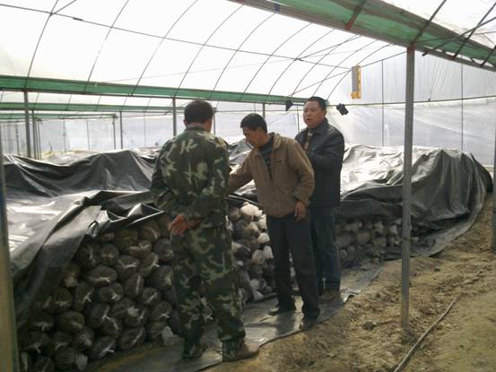 �������֣�פ��Ѳ�� ָ����֥����