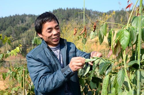 �����Ž���ũ����ֲҩ�ķ����¸�