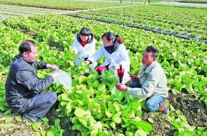 �����������á����Ĳˡ��Ӳ˵��ߵ�����