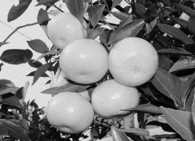 �����Ϸ�������ֲ�б�׼