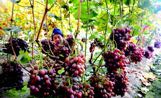 �������ţ�����ũҵƷ��������һ��ҵ