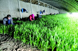 �������ţ�����ũҵƷ��������һ��ҵ3