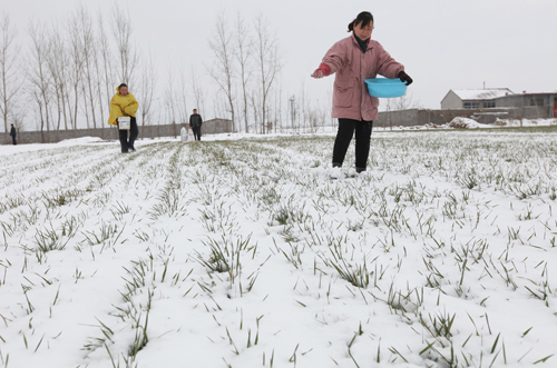 2��6�գ�ɽ��ʡ��ׯ�й���·�ֵ����ʹ�ũ����ѩ��ΪС��ʩ����ʡ�