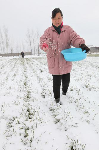 2��6�գ�ɽ��ʡ��ׯ�й���·�ֵ����ʹ�ũ����ѩ��ΪС��ʩ����ʡ�