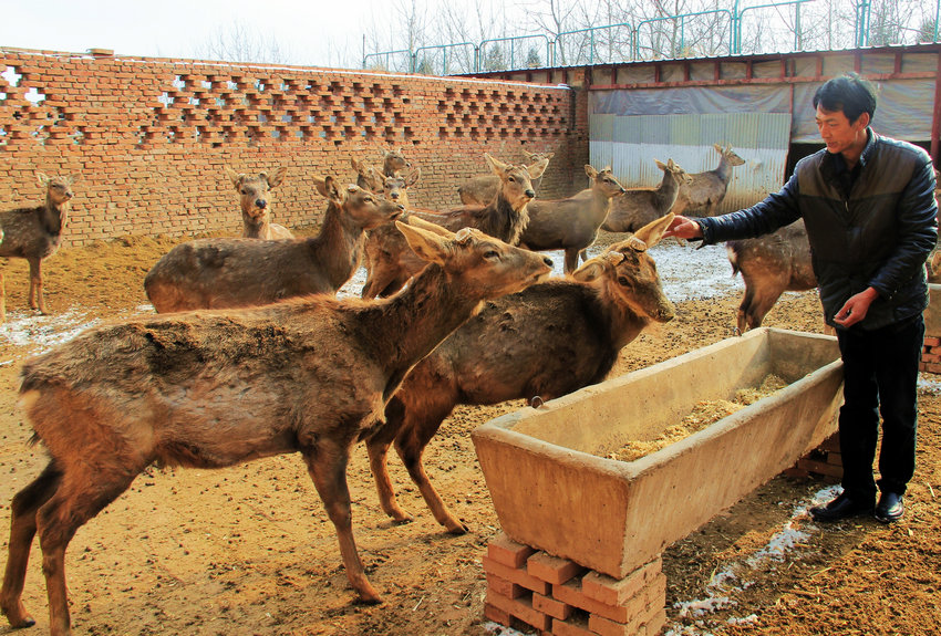 �����żҴ���¹��ҲֵǮ ���ǲݽ��ɱ�