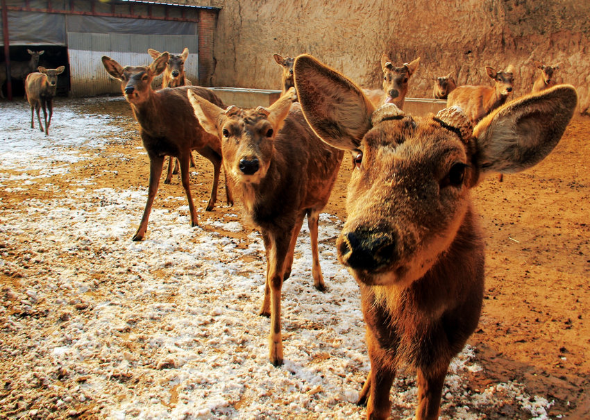 �����żҴ���¹��ҲֵǮ ���ǲݽ��ɱ�2