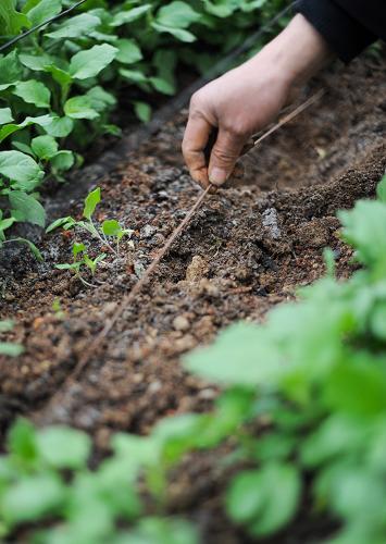 Ϊ�˸����籣�£�����ũ���ڵ��������˵����ߣ�2��12���㣩