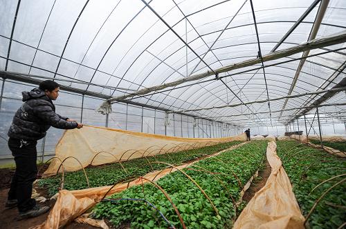 ����ʹ�ô�ͳ������ֲ������ũ���ڴ����ڼ���С������Ϊ���籣�£�2��12���㣩