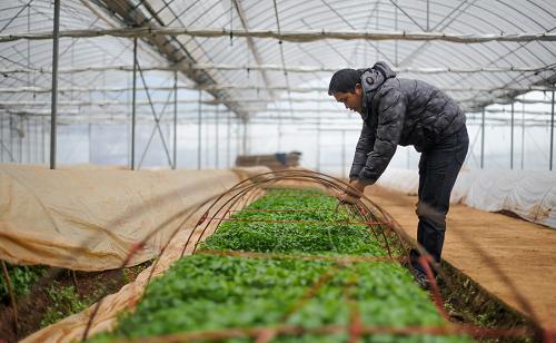 2��12�գ�һ��ũ���ڴ����ڼ�����м�������Ϊ���籣�¡�