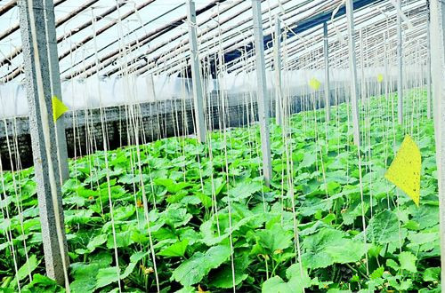 ɽ�����ش�����չ�߲˲�ҵ