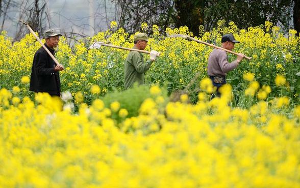 3��21�գ�����ʡ�ϲ�����������ͤ�������ļ���ũ����������䡣