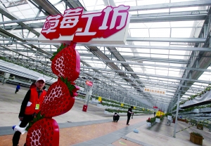 ��ݮ��������ʮ��