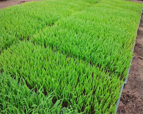 �Ӱ������¡������糤�ƽ�׳����Ļ�������