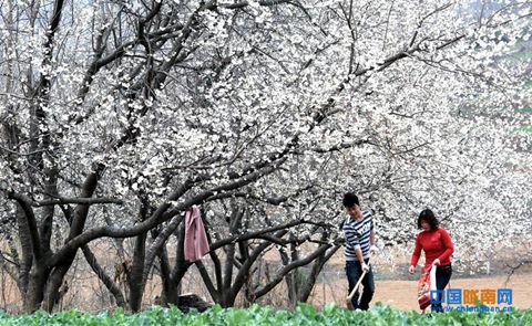 ���������ɳ��㻯��������������