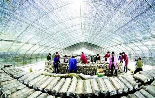 ����ʡ�߲˲�ҵ��Խǧ��Ԫ���