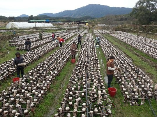 ��������ʳ�þ���ֲ���4516��ƽ���� ����һ��ũ��