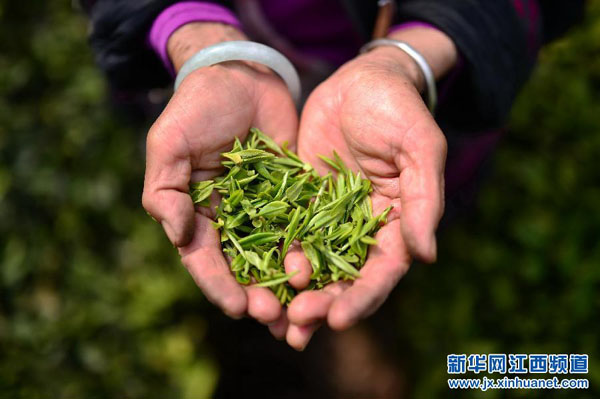 3��25�գ���ˮ�ز�ũ����ժ��Ҷ������ˮ�غ����򷶽����԰������