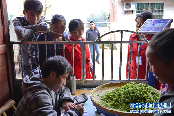 3��25�գ���ˮ���Ϻ�����Ҷ��԰��ũ��չʾ�ող�ժ�µĲ�Ҷ