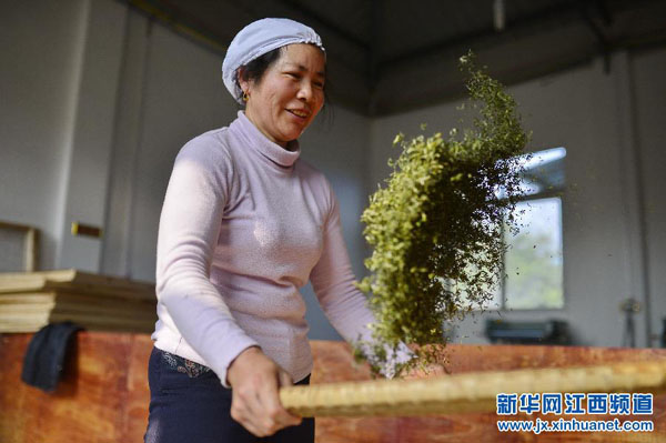 3��25�գ���ˮ���Ϻ�����Ҷ�賧�������ֹ�ɸѡ��Ҷ