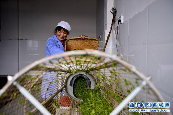 3��25�գ���ˮ���Ϻ�����Ҷ�賧����ʹ�û���ɸѡ��Ҷ