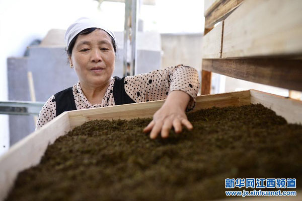 3��25�գ���ˮ���Ϻ�����Ҷ�賧���˽�ή���Ĳ�Ҷ�ͽ���ʪ���ڽ��з���