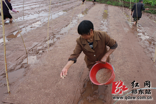 ����������´���æ����