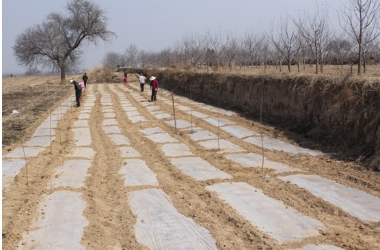 �����ˮ���������򴺼�ƻ������ֲ���������ƽ�