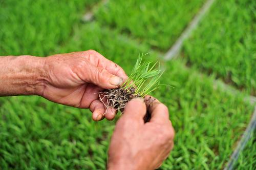 �ں���ʡ�����أ�һλũ��鿴�����ϵ���������3��28���㣩