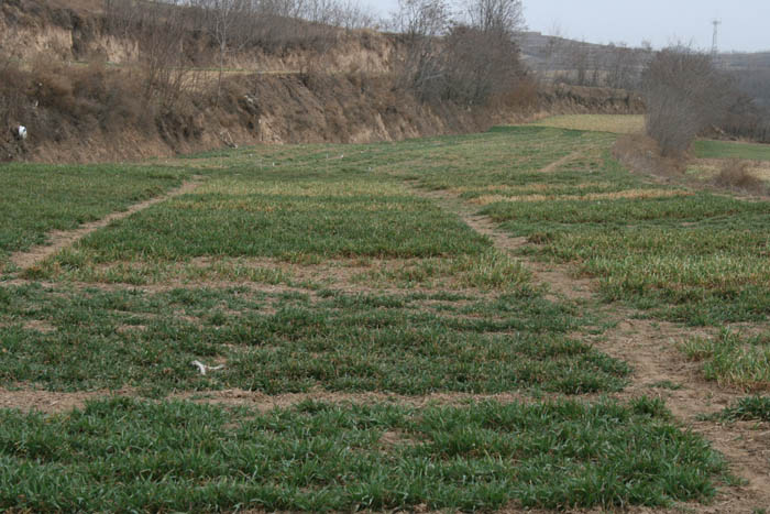 ������ˮ�е�ǰС�󲡳���ݺ�������̬�����Ʒ���