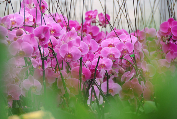 ԰�ڵĺ�����ӭ������