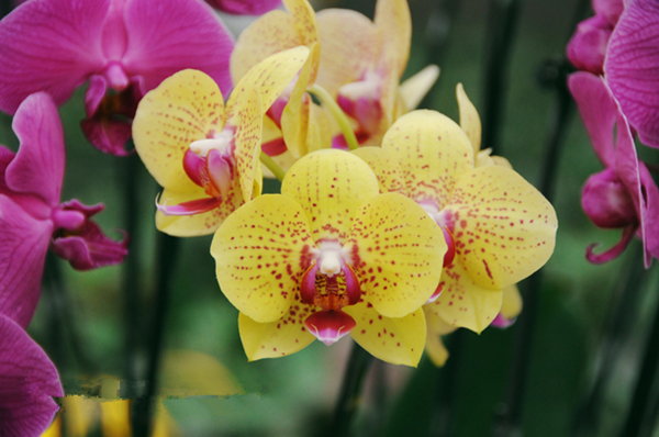 ԰�ڵĺ�����ӭ������