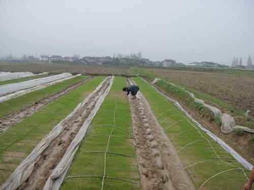 ���ϴ�����ũҵ�ֻ���Ϊ˫������ֲ�����ǽ���