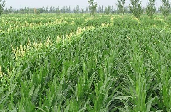 ������ͭϿ��8��Ķ����������ɻ��ڳ��