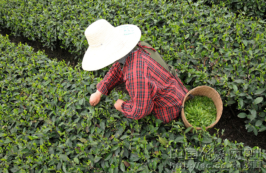 �Ĵ��Ű�����רҵ���м����ҵ����