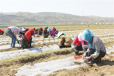 ��������ػ���������ҵ�ṹ ������չ��ҩ����ֲ