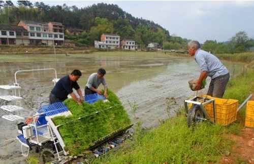 ����˫���غ�Ҷ���絾����ȫ��չ��