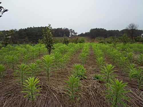 ������������ֲ������Ϊʯ��ũ������¸���