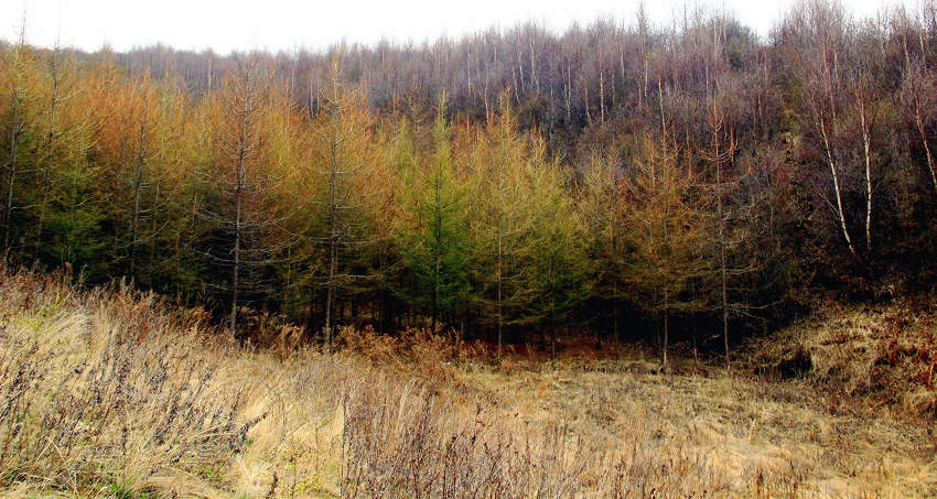 ̽�ø����żҴ��׸����ֺ���̬������Ŀ��