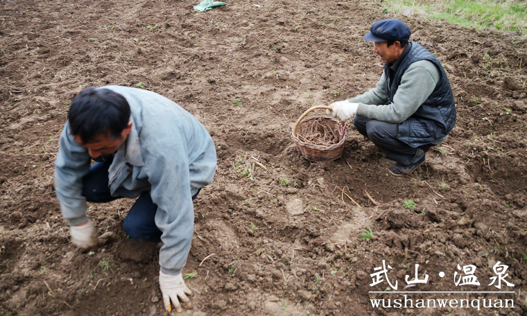 ������ɽ����Ȫ�������չ��ҩ����ֲ