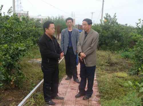 湖北省科教处领导到丹江口市柑橘试验站检查基地示范项目