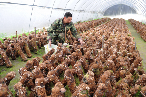 �Ĵ��Ű���������ָ��ֺ��ִ�ũҵ��ҵ��չ