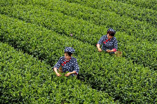 4��21�գ��Ű�����ɽ���������԰�ڣ�һ�Ҳ�ҵ��ҵ��Ա���ڲɲ衣