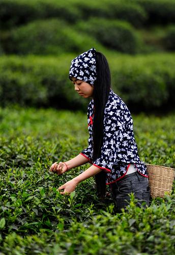 4��21�գ��Ű�����ɽ���������԰�ڣ�һ�Ҳ�ҵ��ҵ��Ա���ڲɲ衣