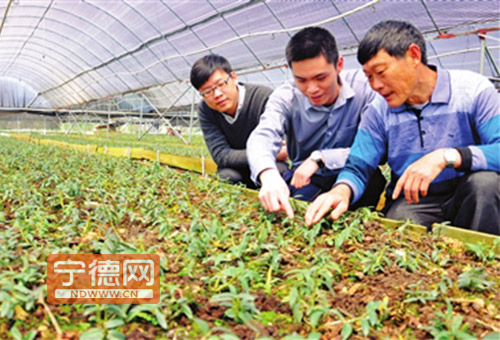 ���������ƹ���ֲ������ҩ����Ƥʯ��