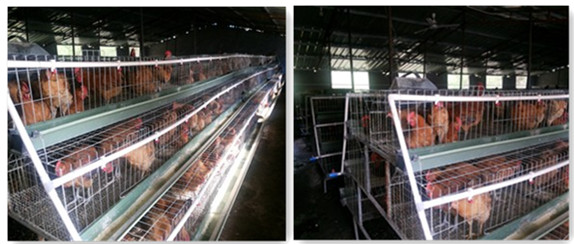 ���࿵�سǹ��򹴼ҰӴ��ũ��ֳרҵ�����翪���⼦��ֳ��ģʽ