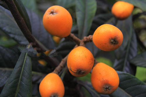 ֦ͷ������������