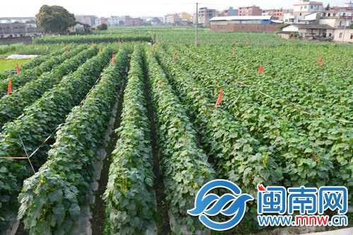 ��������ʯ�Ļƹ�1��2ëǮ������ ��ũ���ֻ����ȥι��