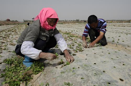 4��27�գ�������������ɳ��ͷ���¡�ڹ��������߲˻��أ�ũ����Ϊ���ļ���