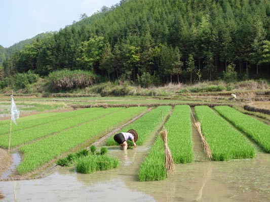 ���������鷻��������ʼ�����Բ�